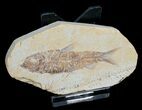 Inch Knightia Fossil Fish #4653-1